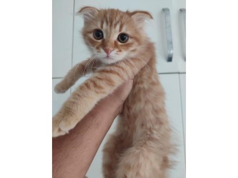 Aşıları ve eğitimleri tam aşırı uyguna scottish fold