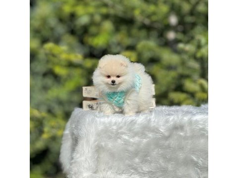 Birbirinden güzel pomeranian bebeklerimiz