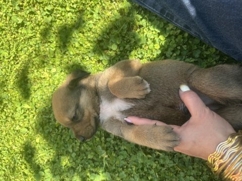 40 günlük yavru köpekler 2 dişi 1 erkek