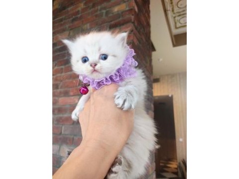 British longhair ve shorthair bebekler teslime hazır