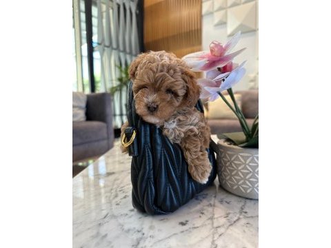 Maltipoo bebeklerimiz gelmiştir