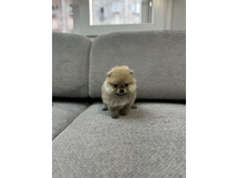 Pomeranian boo teddy bear yavrucuklar