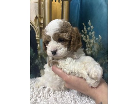 Original özel ırk cavapoo yavruları