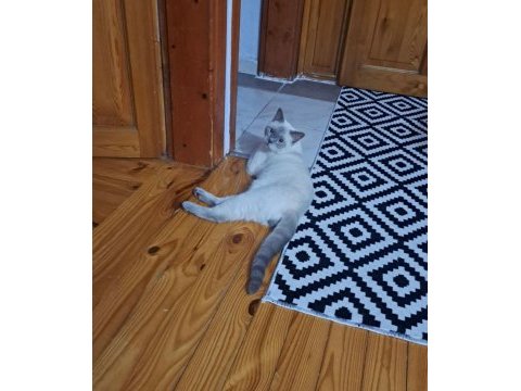 Blue point british shorthair