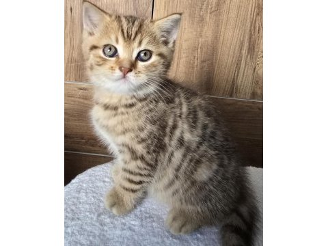 Yavrular british longhair silver point ve gold