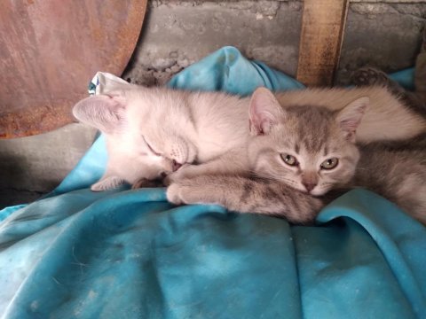 Yavru kediler