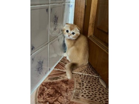 Golden scottish fold bebek