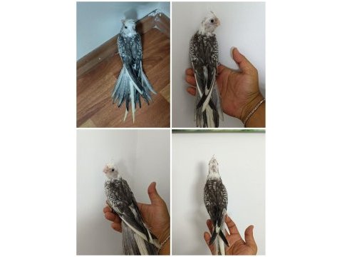 Yavru wf perl ev üretimi baba sı albino