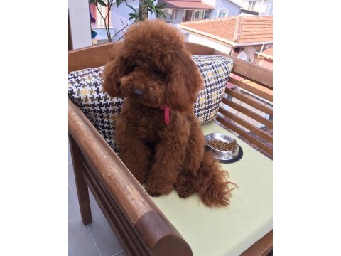 Orjinal toy ve minyatür toy poodle köpeği