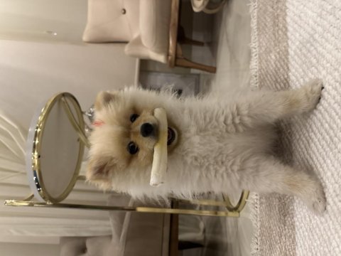 Pomeranian gofret oğlum