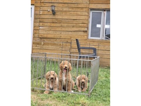 Avrupa kan hattı dev poodle yavruları