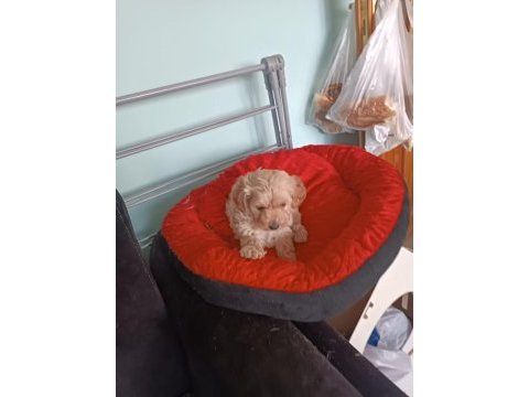 Maltipoo kalite yavrular ırk sağlık garantili