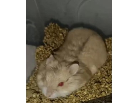 Satılık evcil hamster