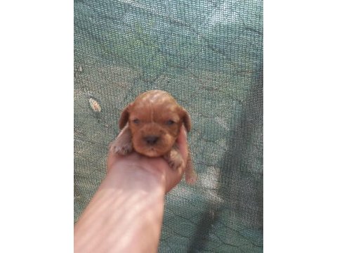 Nadir bulunan cavapoo yavrular