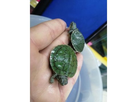 Su kaplumbağası bebek kırmızı yanak