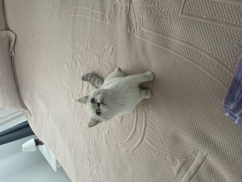 6 aylık aşılı exotic shorthair