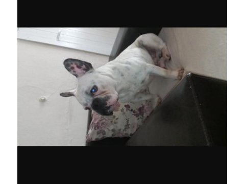 Fransız bulldog uygun