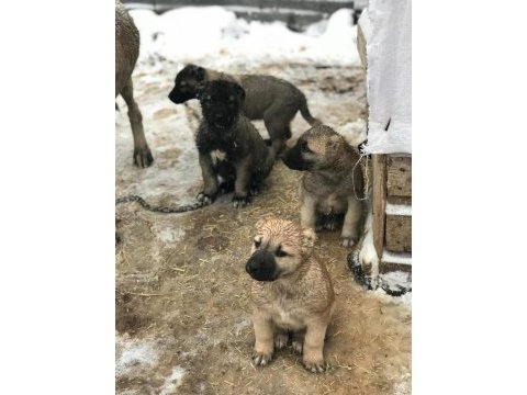 Irk garantili safkan sivas kangallar