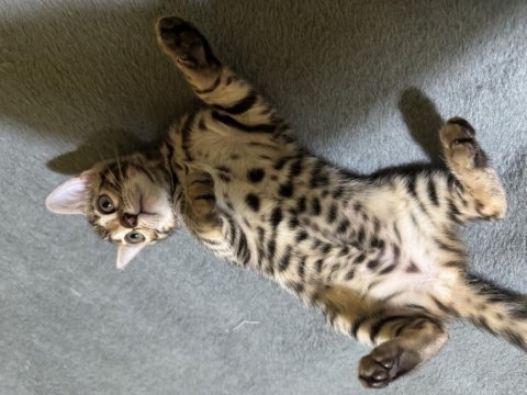 Full şecereli bengal yavrusu