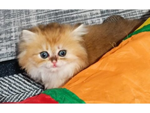 Muhteşem güzellikte golden british longhair yavrular