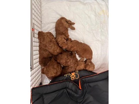 Dişi ve erkek poodle yavruları yeni yuvalarını arıyor