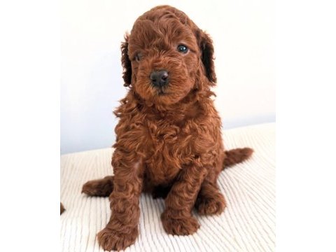 Toy poodle yavrular yeni yuvalarına gitmek için sabırsız