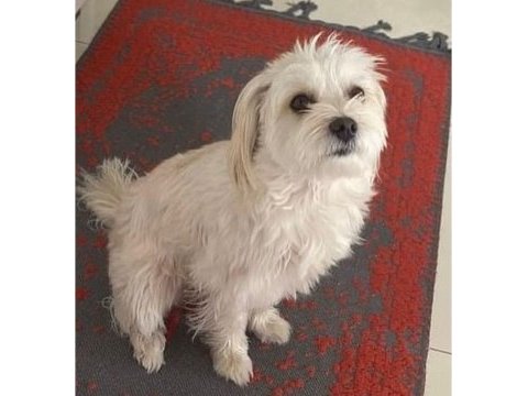 Tatlı maltipoo yavrular