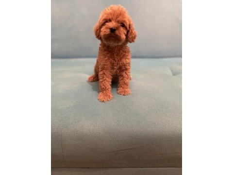 Babalık hakımız kalite poodle