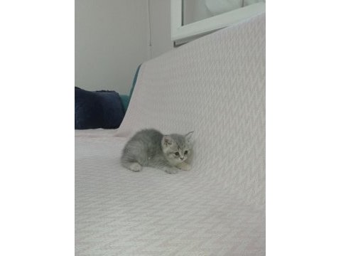British longhair yavrularımız siz sahiplerini bekliyorlar