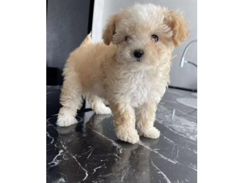 Malipoo 2,5 aylık