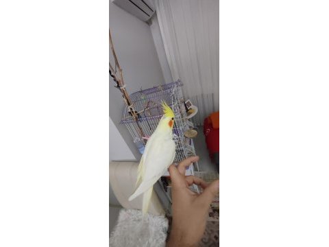 Evcil sultan papağanı