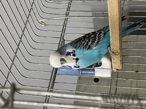 Çift has jumbo muhabbet kuşu ihtiyaçtan dolayı verilecek