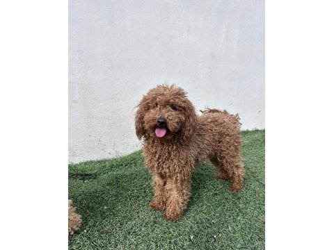 Dişi yetişkin poodle