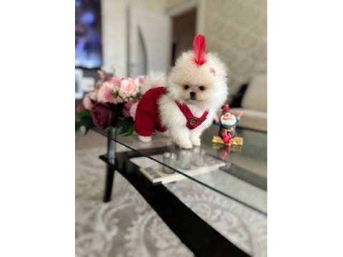 Oyuncak gibi mini boy dişi erkek pomeranian ayıcıklar