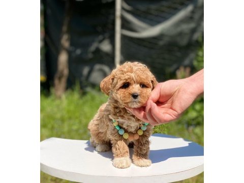 Poodle kalitesinde dişi maltipoo bebekler