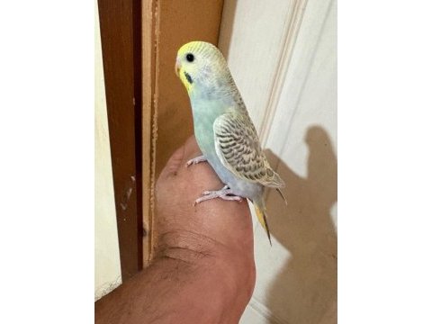 31 günlük çekoslovak bebek muhabbet kuşu