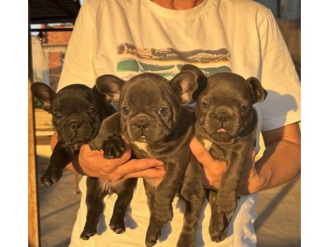 Kaliteli kan hattına sahip french bulldog yavruları