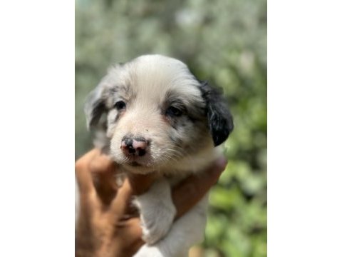 Blue merle ve siyah beyaz safkan border collie yavruları