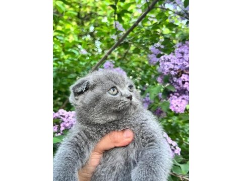 Scottish fold yavrularımız