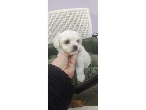 Maltese dişi 2 aylık