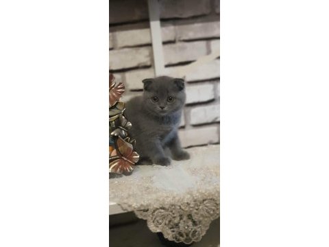 Sevimli scottish fold