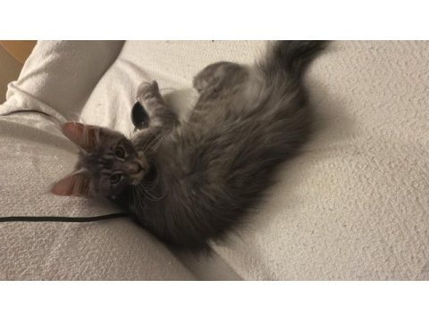 Anne baba şereceli xxl maine coon