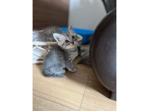 British ve russian blue melez kedilerimiz yuva arıyor