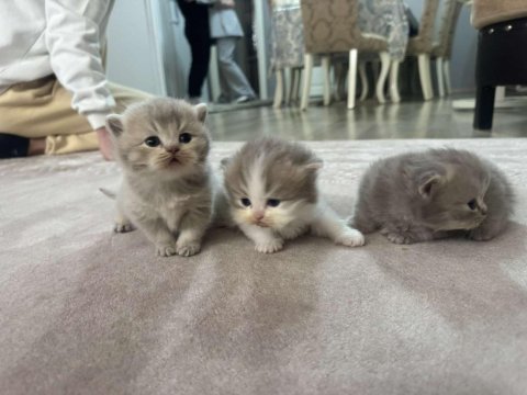 British shorthair yavrular
