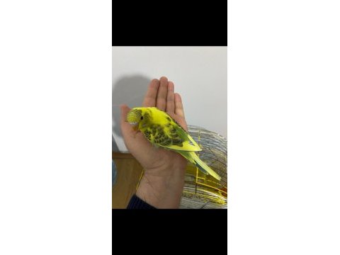 Erkek ele alışkın muhabbet kuşu