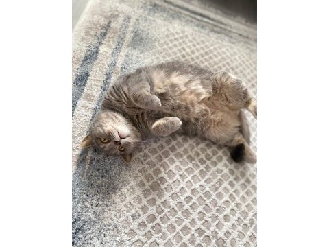 Ücretsiz british shorthair