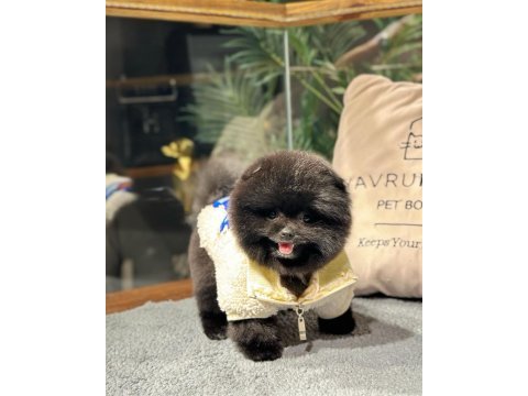 Nadir renk, oyuncu yavru pomeranian