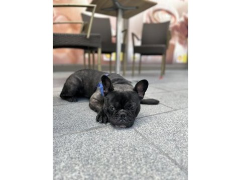 French bulldog erkek