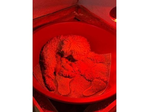 Poodle yavrularımız rezerveye acıktık 3 adet var