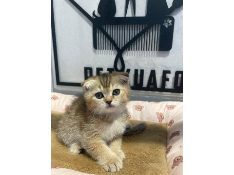 Golden tabby scottish fold erkeğim